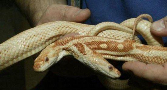 图看全球各地罕见的变异双头蛇, 上天忘了多给它们一个身体