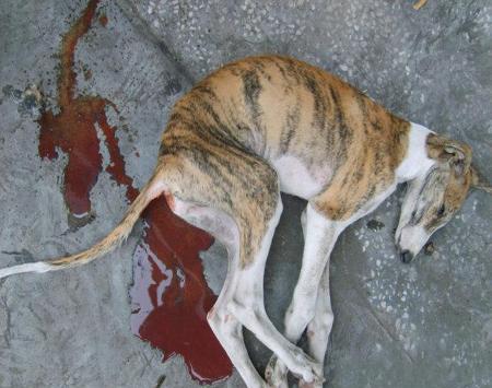 要命的《细小病毒》.养狗的你必须注意