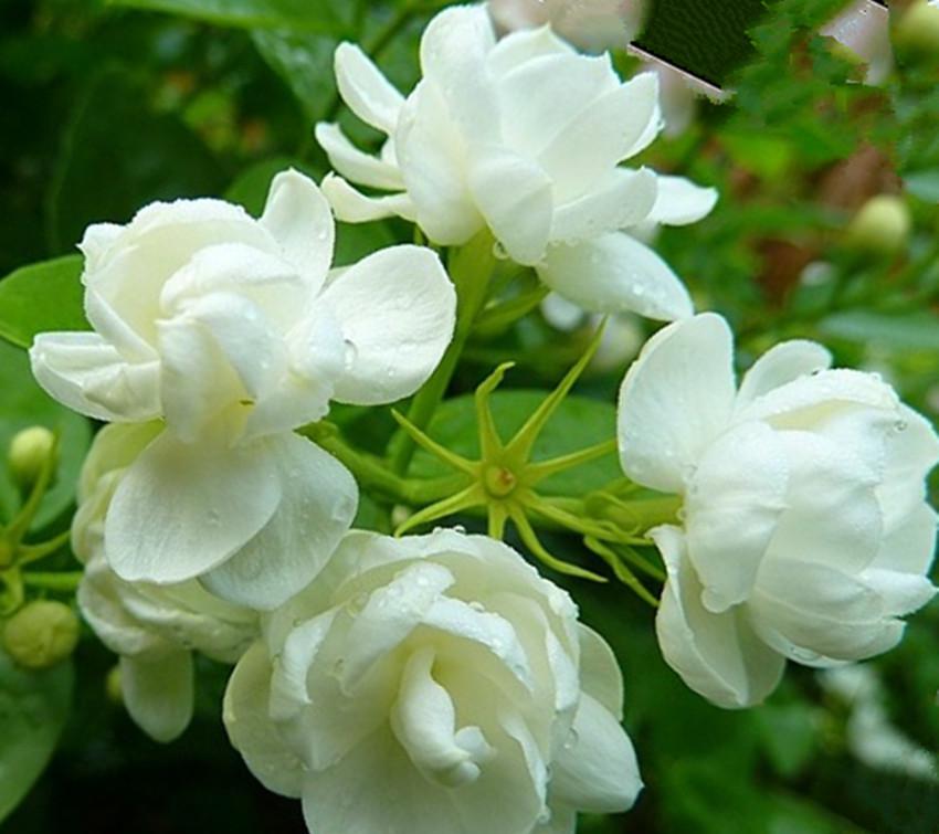 大爷养的月季茉莉花开的密密麻麻他的技巧谁看了都会