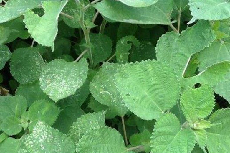 我们叫它"麻叶",你们都见过这种草吗?