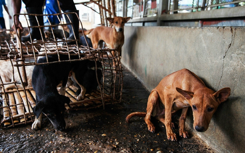 这里是全球最大的狗肉市场,当地每年吃掉20万只狗以上