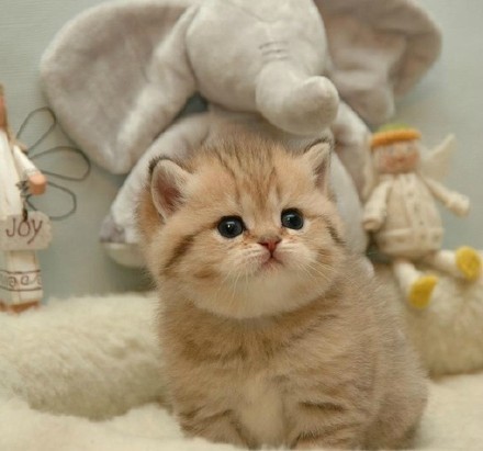 猫奴们都是被猫咪小时候的样子萌骗了_新浪看点