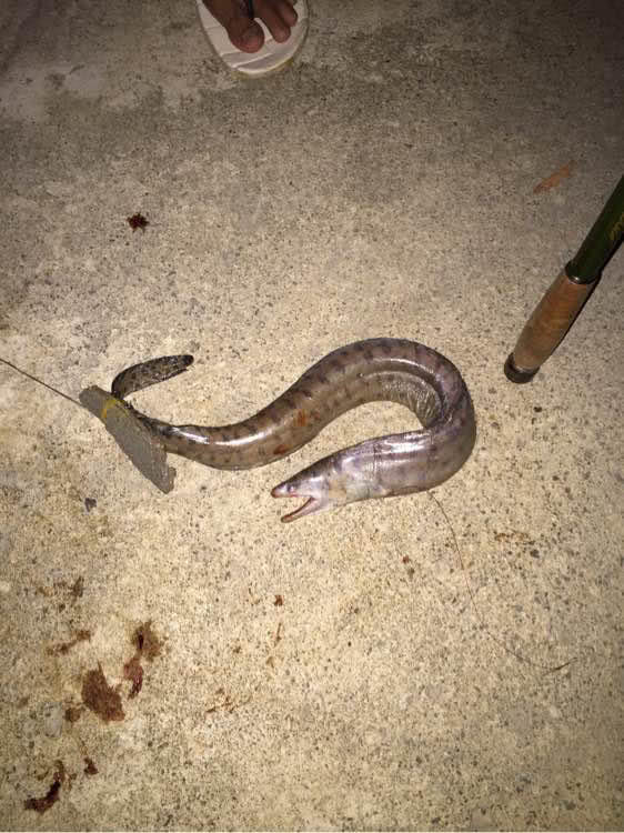 山东港口钓获的一条大石斑目测十几斤左右