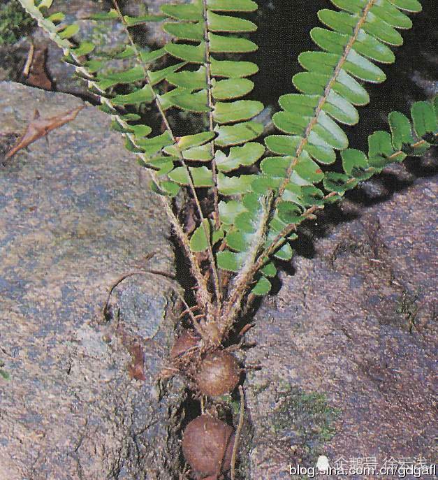 农村常见生蛋的小植物,清洁土壤效果是普通植物20万倍,还可入|肾蕨|小