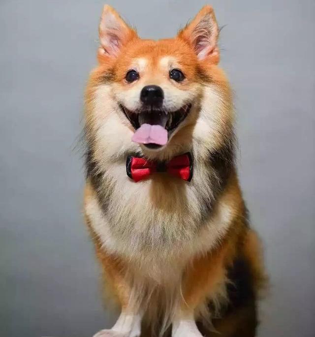 明星狗马达加斯加最新活动赚取大波笑声眼泪