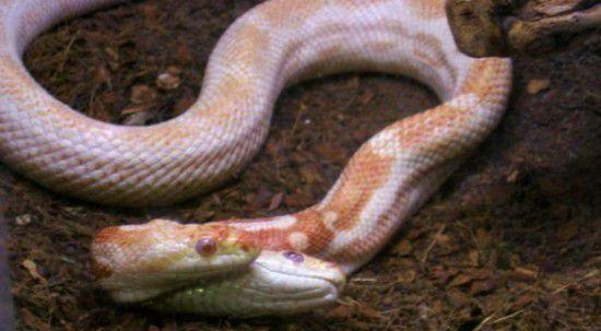 图看全球各地罕见的变异双头蛇, 上天忘了多给它们一个身体