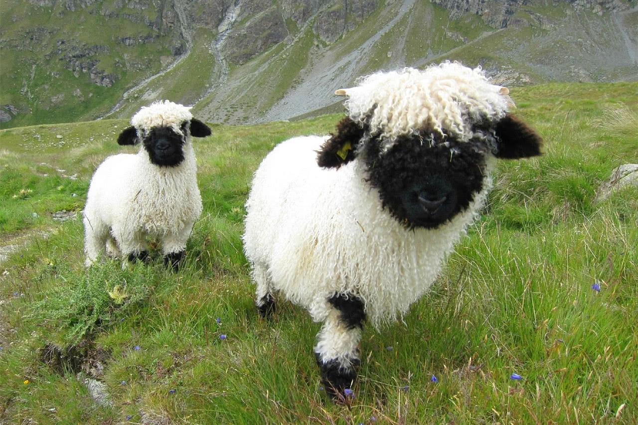 不过小伙伴们知道吗,其实在这个世界上羊驼其实并不是最可爱的羊哦