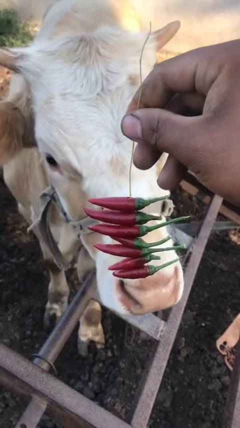 这哥们拿世界上最辣的辣椒给驴吃,驴吃后的反应逆天了