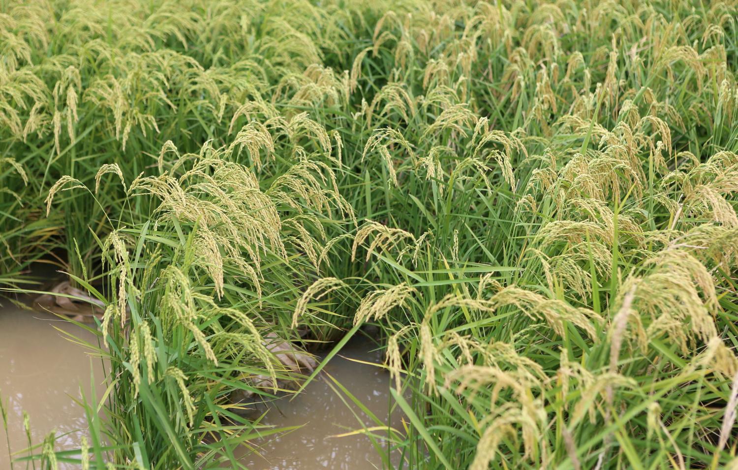 "水稻之父"袁隆平试种的"海水稻"亩产将达300-500公斤