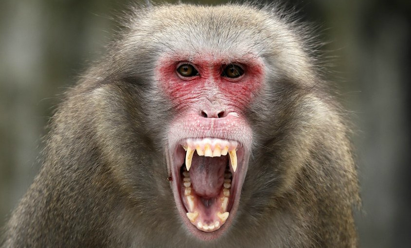 围观小动物发现被偷拍后的反应这波眼神杀一定得给满分啊