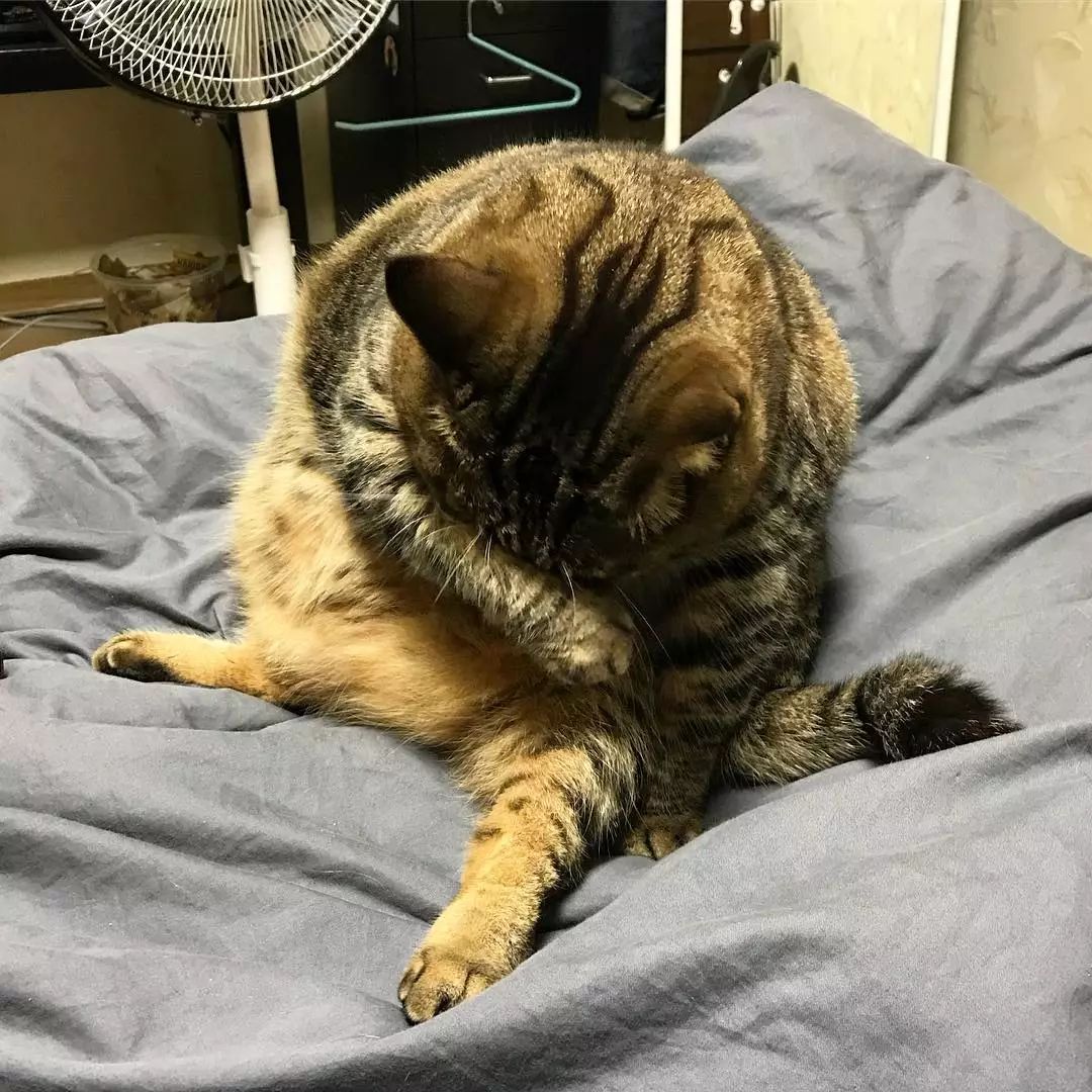 都说大橘为重,但看了这只狸花猫才知道什么叫真胖