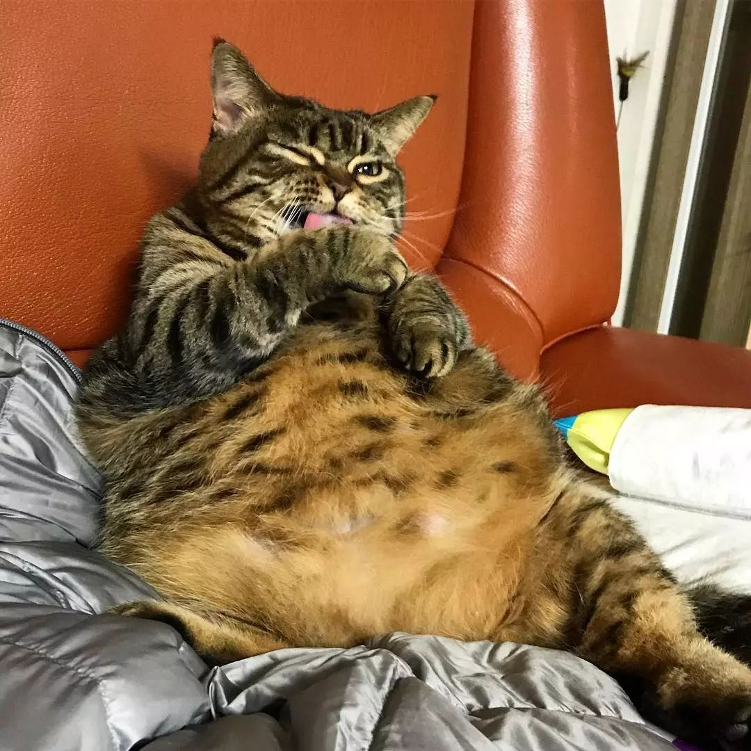 都说大橘为重,但看了这只狸花猫才知道什么叫真胖