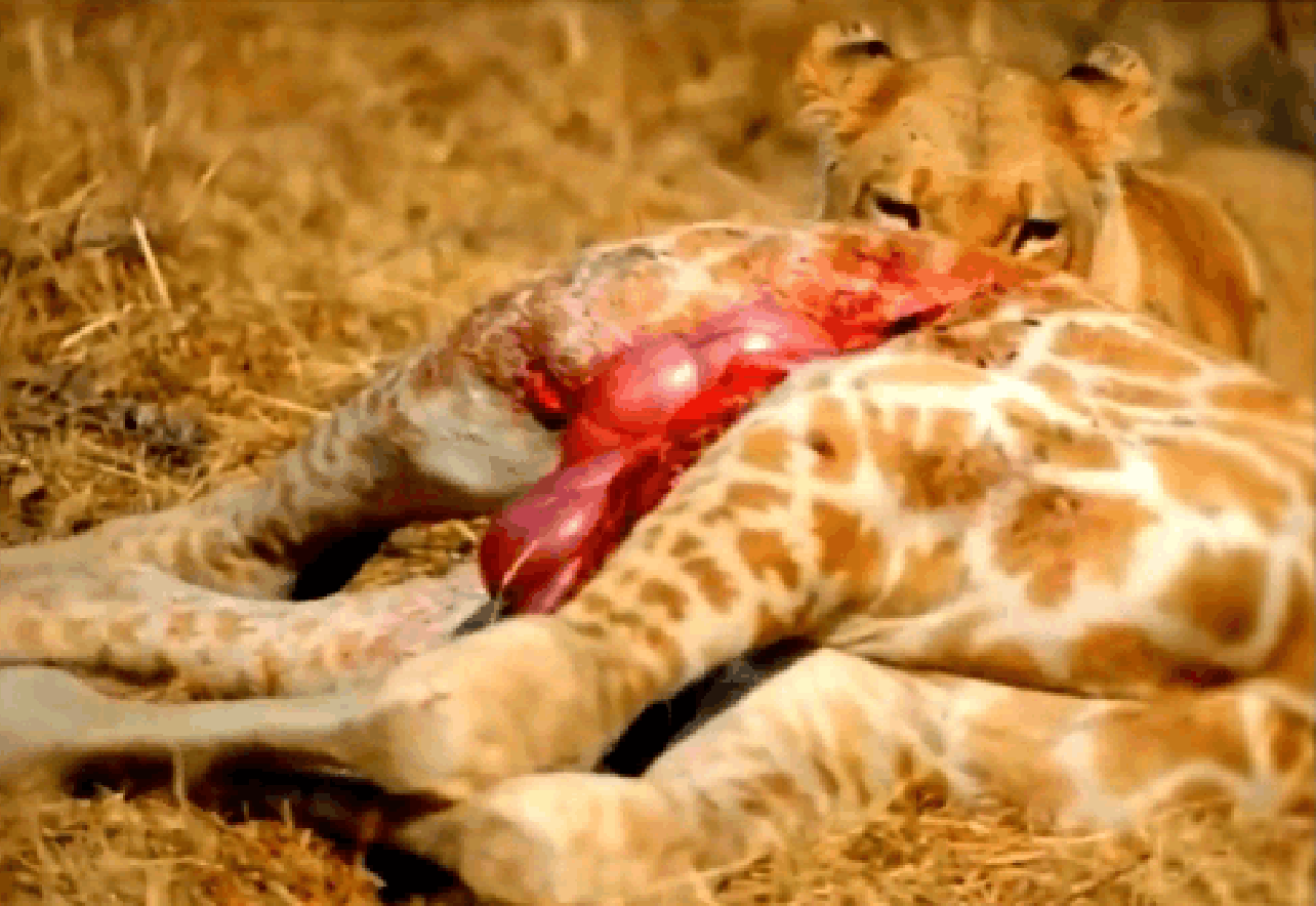 实拍: 狮子掏肛长颈鹿, 长颈鹿: 你和鬣狗有一拼了!