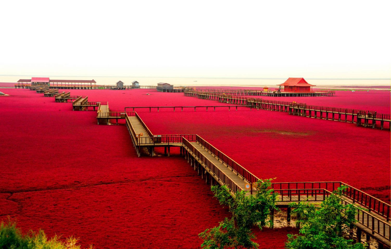 辽宁还有一处鲜为人知的红海滩不收门票现在已经红得绚烂