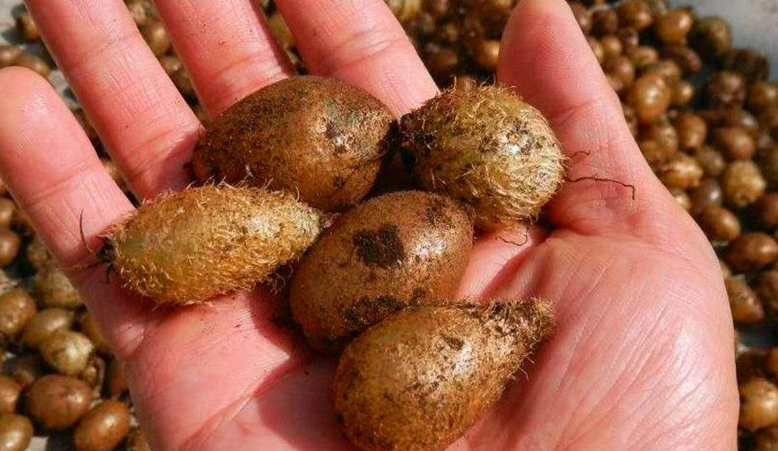 农村地下的土鸡蛋,80后的最爱,现今120元一斤,你吃过吗