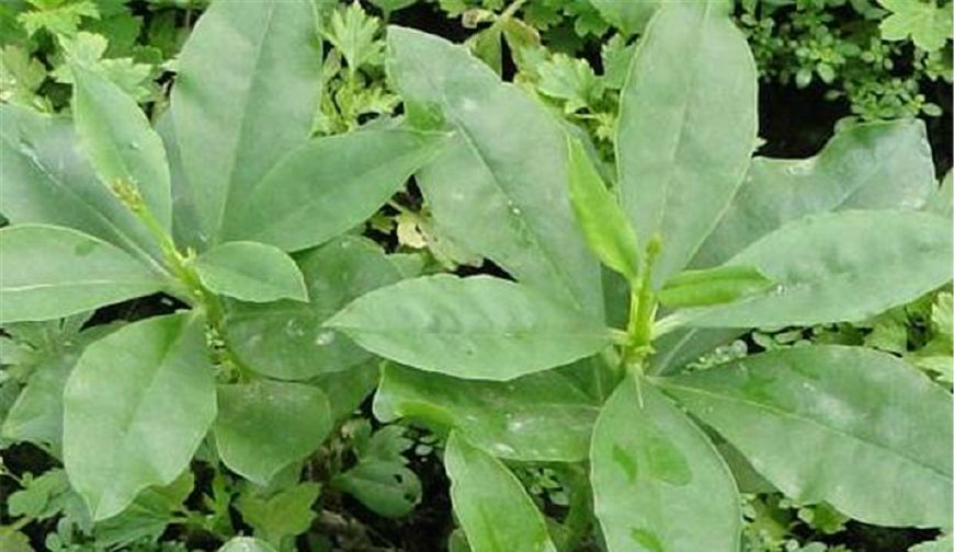 人参菜能够治疗咳嗽哮喘体虚的人吃是最补身体的