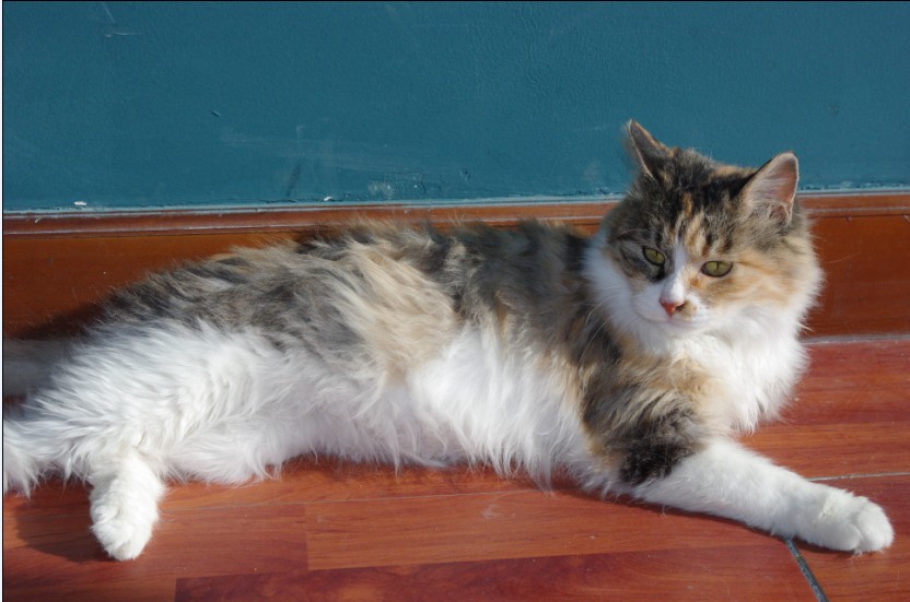 中华田园猫真的非常强势,聪明得没法说,还会自己找主人!