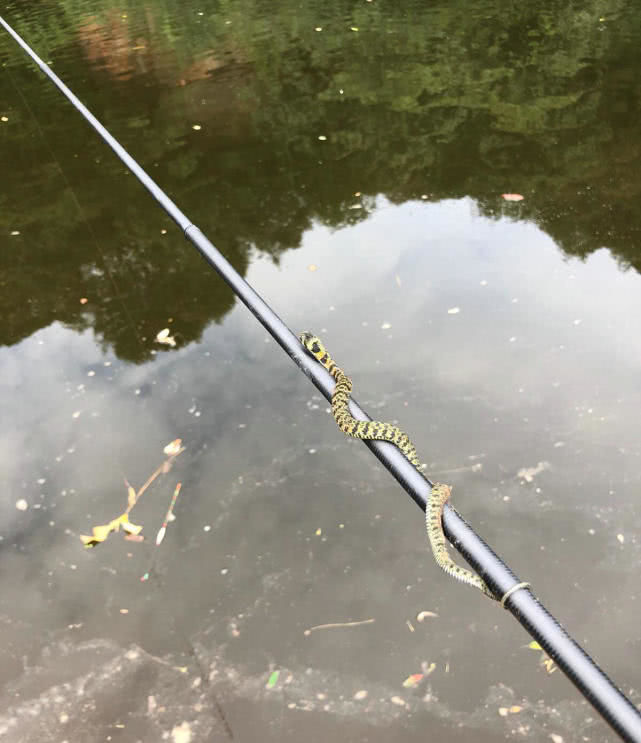 钓鱼碰到大蛇,蛇不逃反而主动游近,还缠上鱼竿,这是什么蛇?