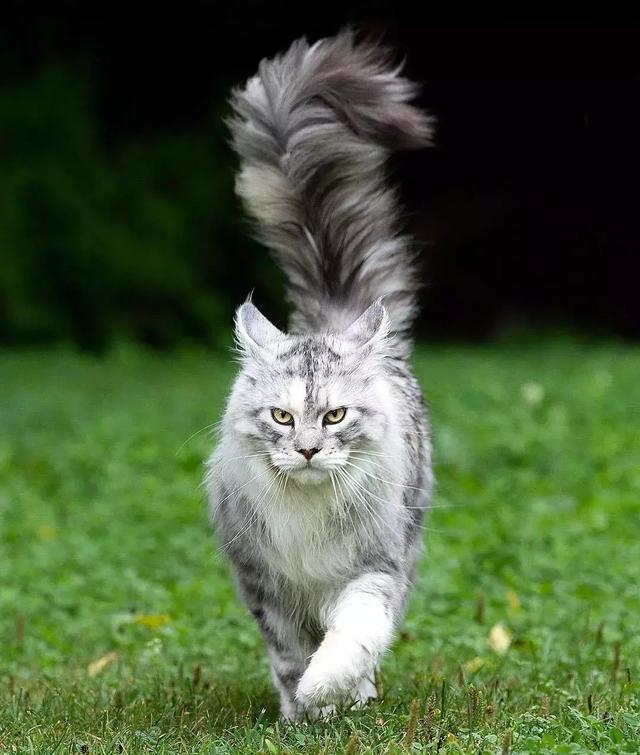 就喜欢毛茸茸的大尾巴!|鸸鹋|缅因|动物园_新浪新闻