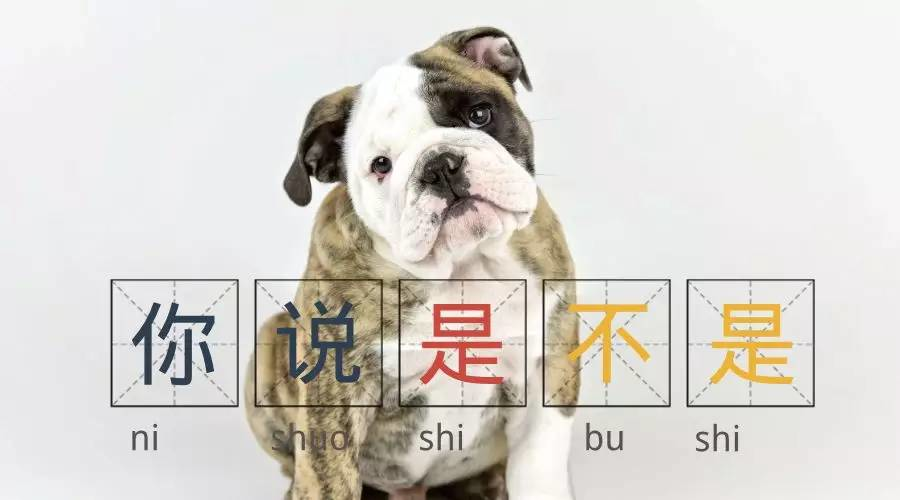 对不起,我的颜值配不上我的狗|小狐狸|狗狗|主人_新浪新闻