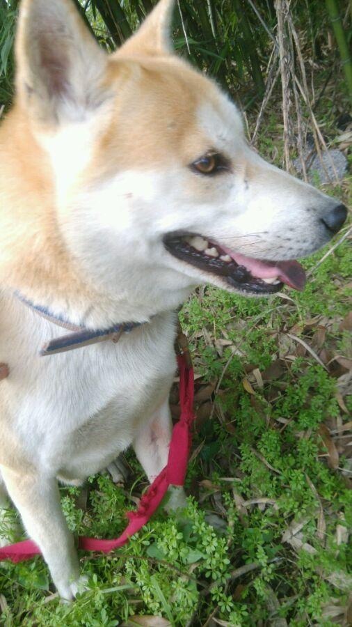 标准的中国土狗大黄黄狗白面金不换说的就是这样的狗狗