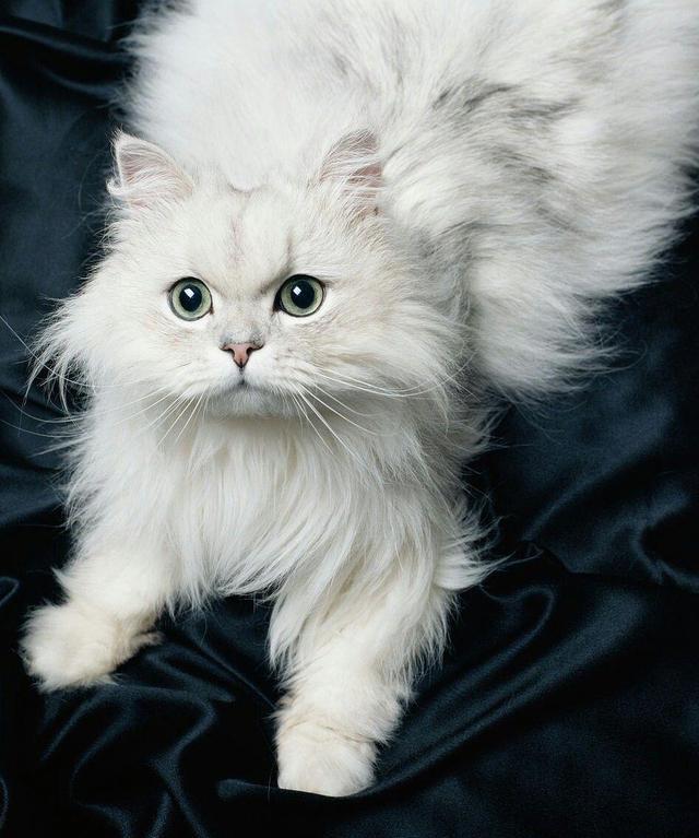 波斯猫 最常见,最典型的品种,是以阿富汗的土种长毛猫和土耳其或