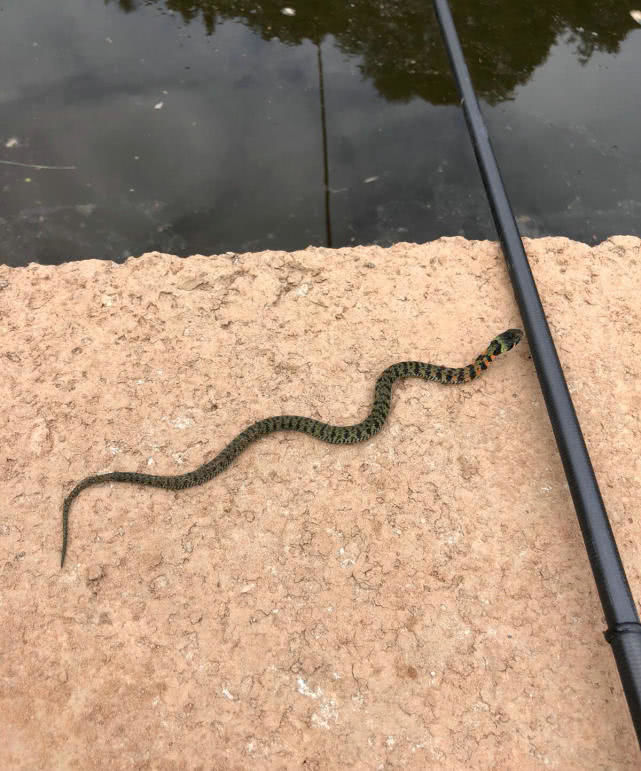 钓鱼碰到大蛇,蛇不逃反而主动游近,还缠上鱼竿,这是什么蛇?
