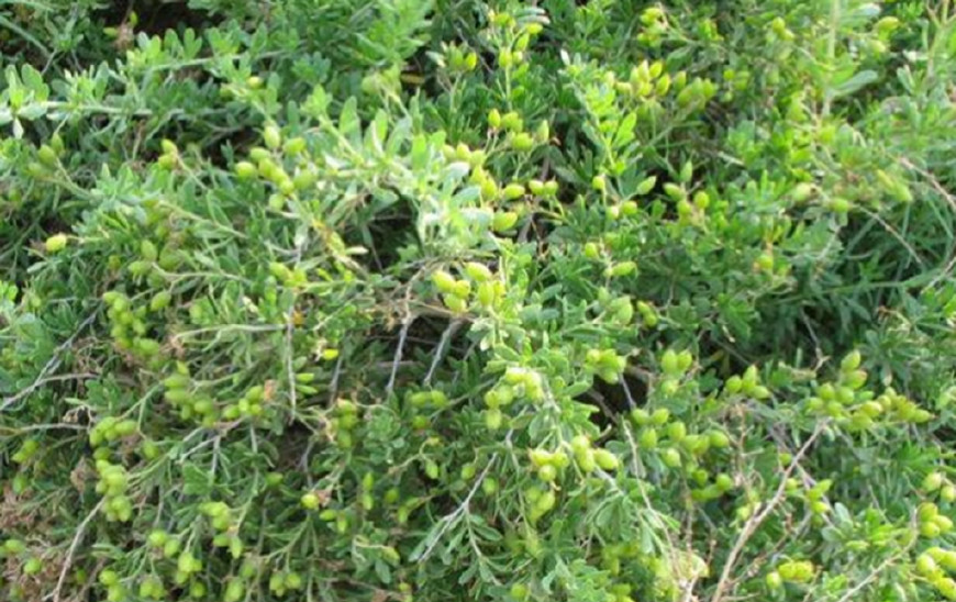 农村这种长在地上的枣子酸酸甜甜吃过的人很少