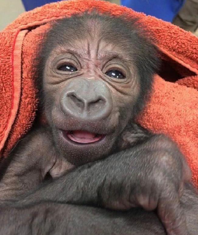 母猩猩|高龄产妇|小猩猩_新浪新闻