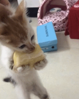 猫咪偷吃馒头被发现,顺带展现一波骨气:我和我的倔强