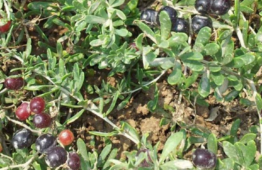 农村这种长在地上的枣子酸酸甜甜吃过的人很少