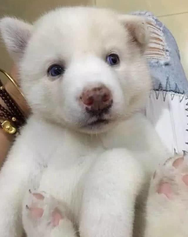 二哈妈妈生下雪白小哈,铲屎官有点犯懵了,这小奶狗身份不简单