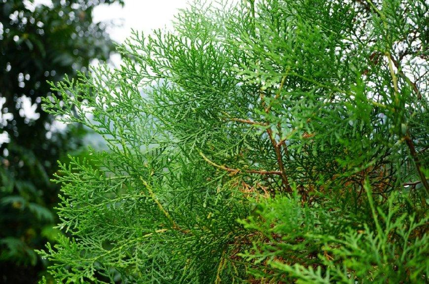所以虽然这侧柏树不值钱,常被当做柴火来用,但实际上它的叶子还是一种