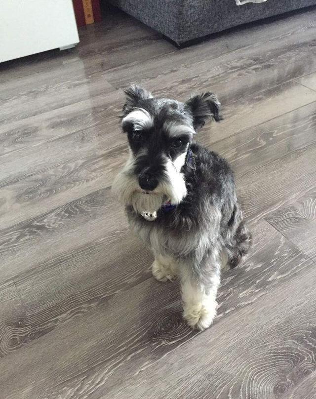 大胡子狗狗··雪纳瑞