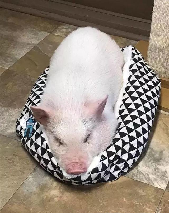 小猪跟3只猫咪一起长大,吃睡都在一起,还特别爱吃猫粮