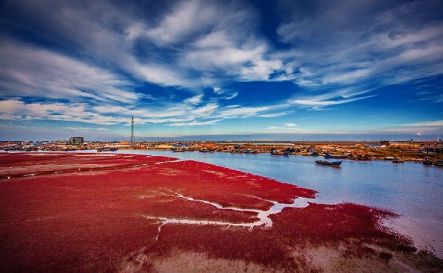 你在红海滩的栈道上驻足你可以看到这壮观的景象在葫芦岛绵长的海岸线