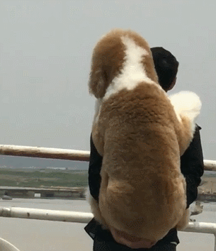 305_354gif 动态图 动图