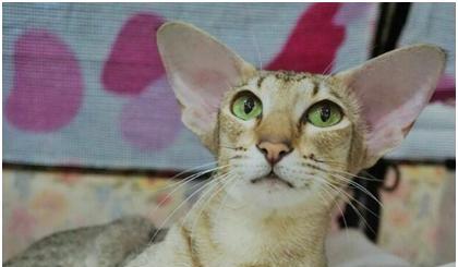 世界上耳朵最大的猫,可能是从精灵王国跑出来的