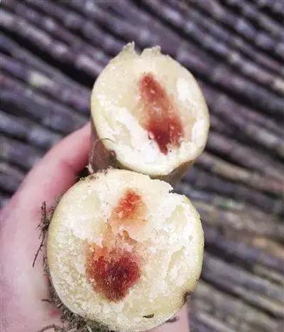 但清明前后天气回暖,甘蔗在运输或贮存过程中很容易感染甘蔗"凤梨病"