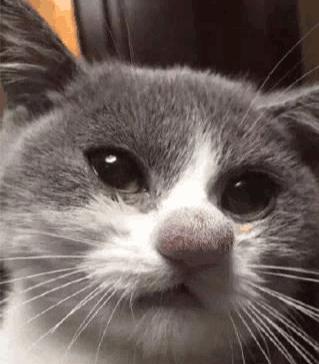 猫星人被黄蜂蛰了,鼻子肿到沙包大,主人也是稳不住笑了