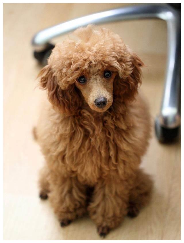 盘点最长寿的狗狗,你们最想养哪只?