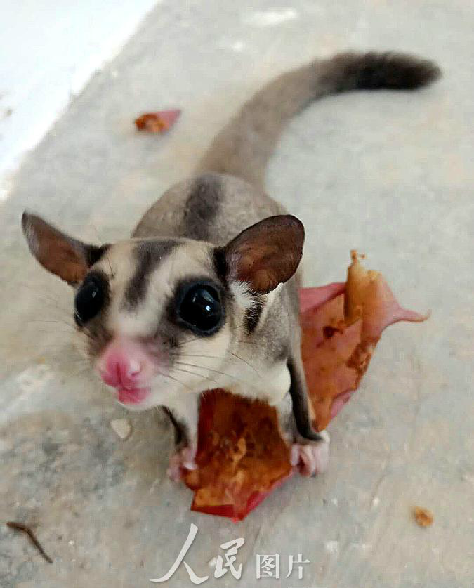 云南边防查获210只外来野生动物蜜袋鼯