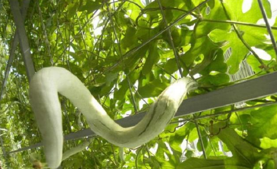 黄瓜这款蔬菜想必大家经常吃,那蛇形状的瓜类大家有吃过吗?