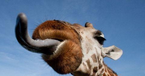 动物世界中的笑脸, 看完笑喷了, 可以当表情包了!