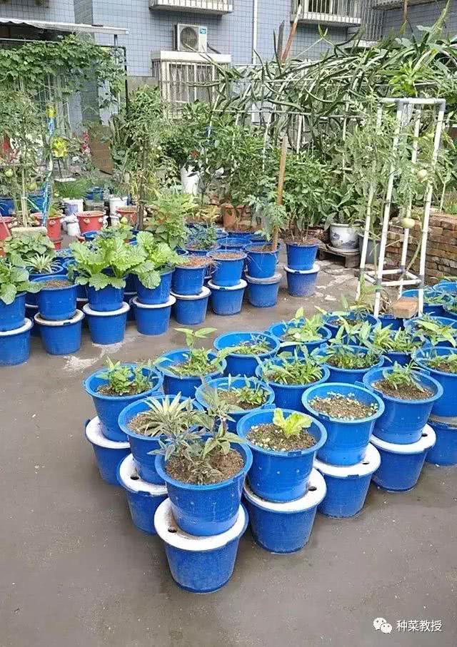 双桶种菜,一种自动蓄水,浇水,没有病虫害的家庭种菜方式!