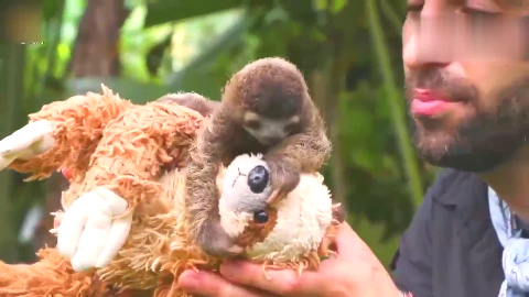 三趾树懒宝宝太萌了吧,这么萌萌哒,会卖萌的小动物!