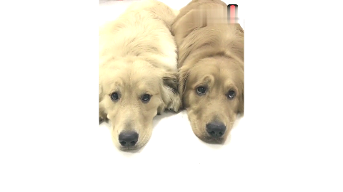 金毛轮胎父子俩!好呆萌 好可爱!