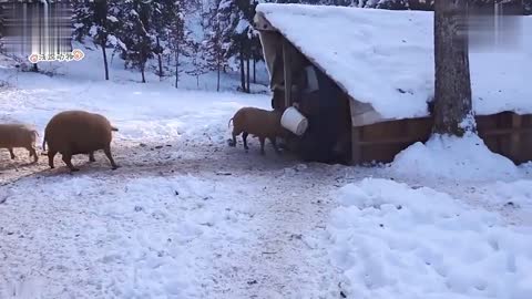 当一个能听懂动物说话的人领养了一条狗之后,