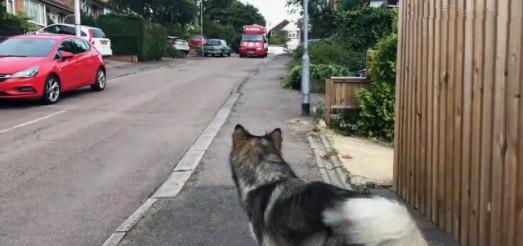 雪橇犬每天準時在馬路邊攔下路過的冰淇淋車，吃一個才肯回家