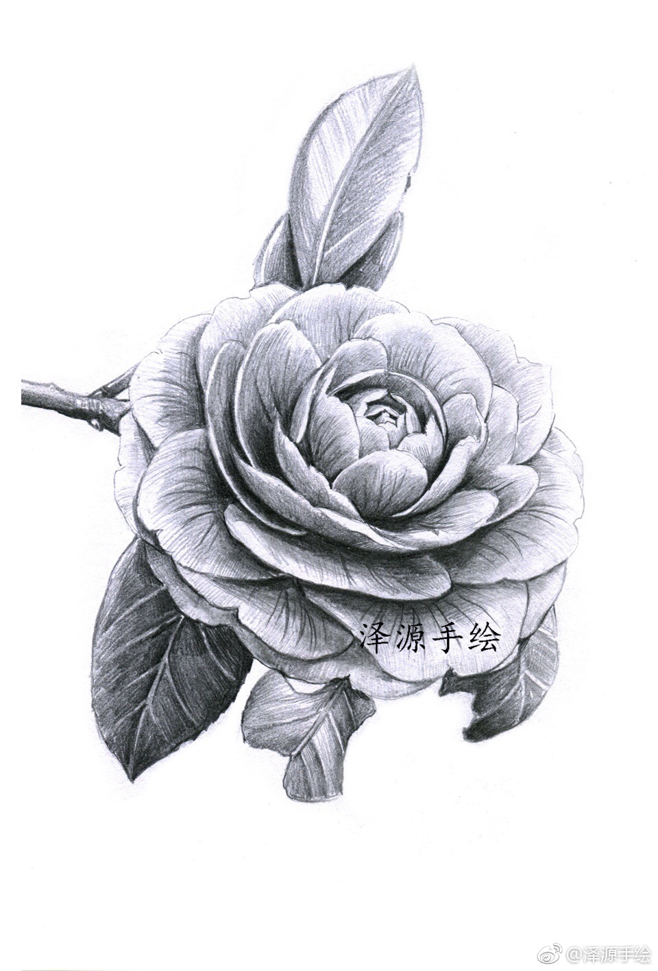 一些小素描投稿(@泽源手绘)